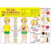 _Плакат(Сфера) Тело человека (А2)
