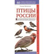 ПриродаВКармане Птицы России Нагл.карм.определитель (Митителло К.Б.)