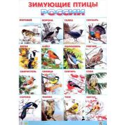 _Плакат(Литур) Зимующие птицы России (560*780)