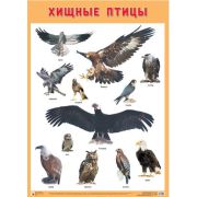 _Плакат(МозаикаС)_А2 Хищные птицы