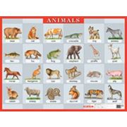 _НаглядПос(Айрис)_Плакат_А2 Англ.яз. Животные/Animals Д/школы (мелован.,односторон.)