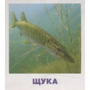 *Игр(Айрис) IQ-Малыш Пресноводные рыбы Набор карточек